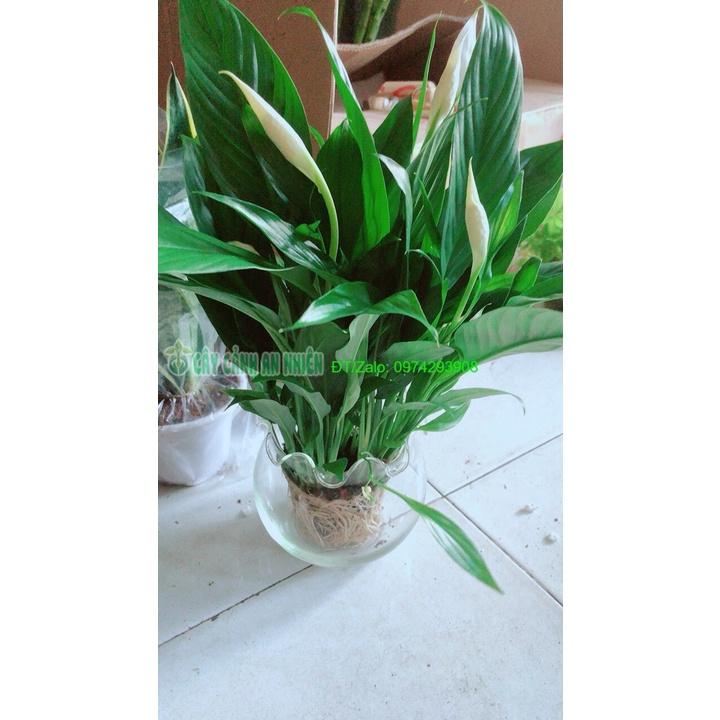 Chậu Cây Lan Ý Thủy Sinh