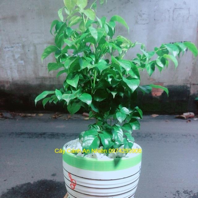 Chậu Cây Hạnh Phúc