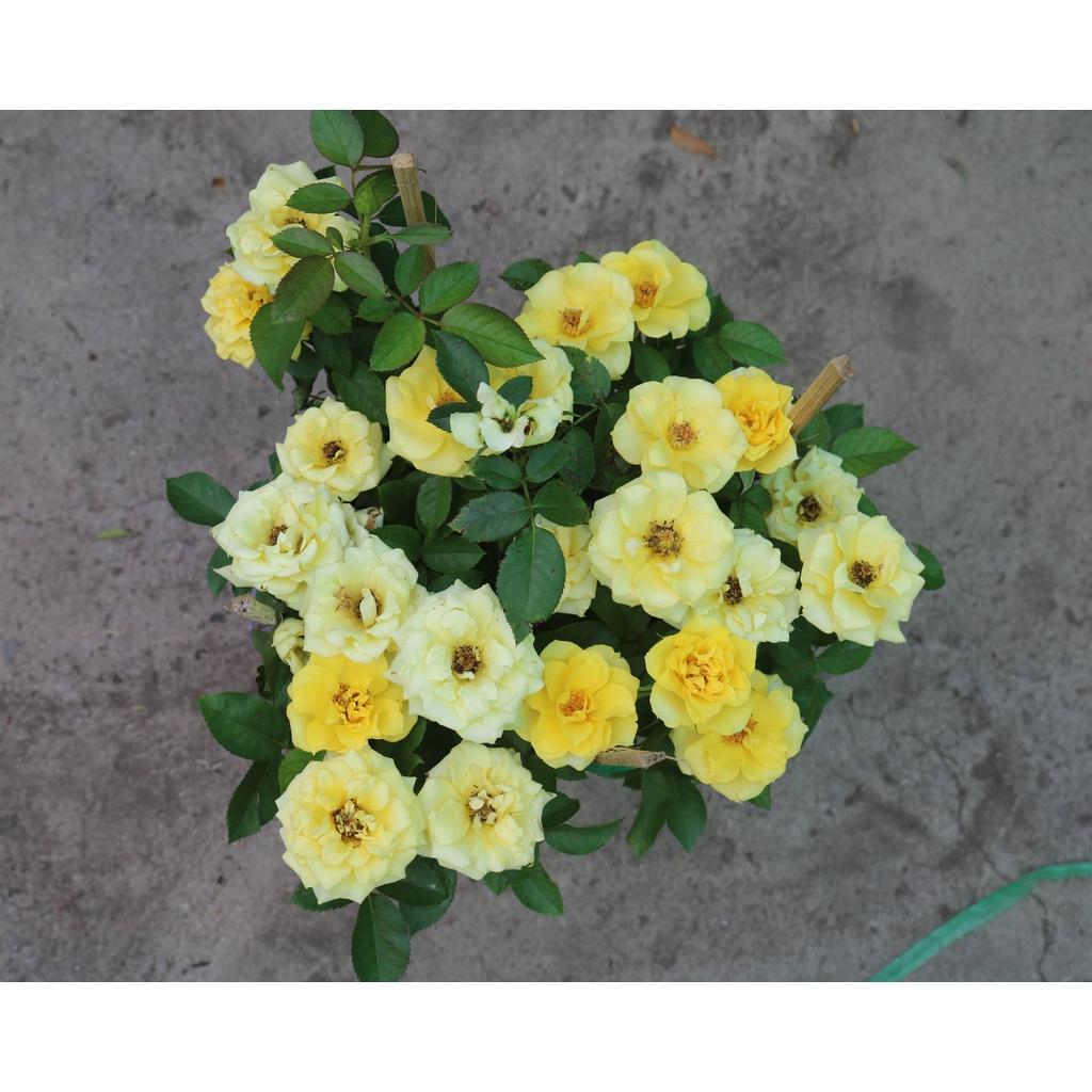 Chậu hoa hồng siêu nụ hoa vàng