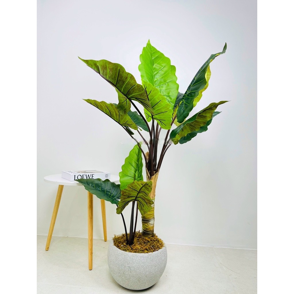 Cây khoai nước giả - Size 120cm đến 180cm - Cây giả, hoa lụa Decor trang trí nhà cửa