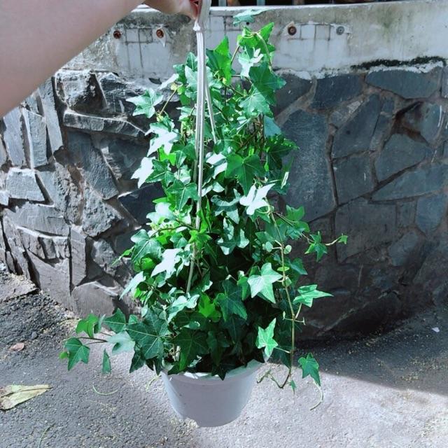 Chậu Cây Thường Xuân