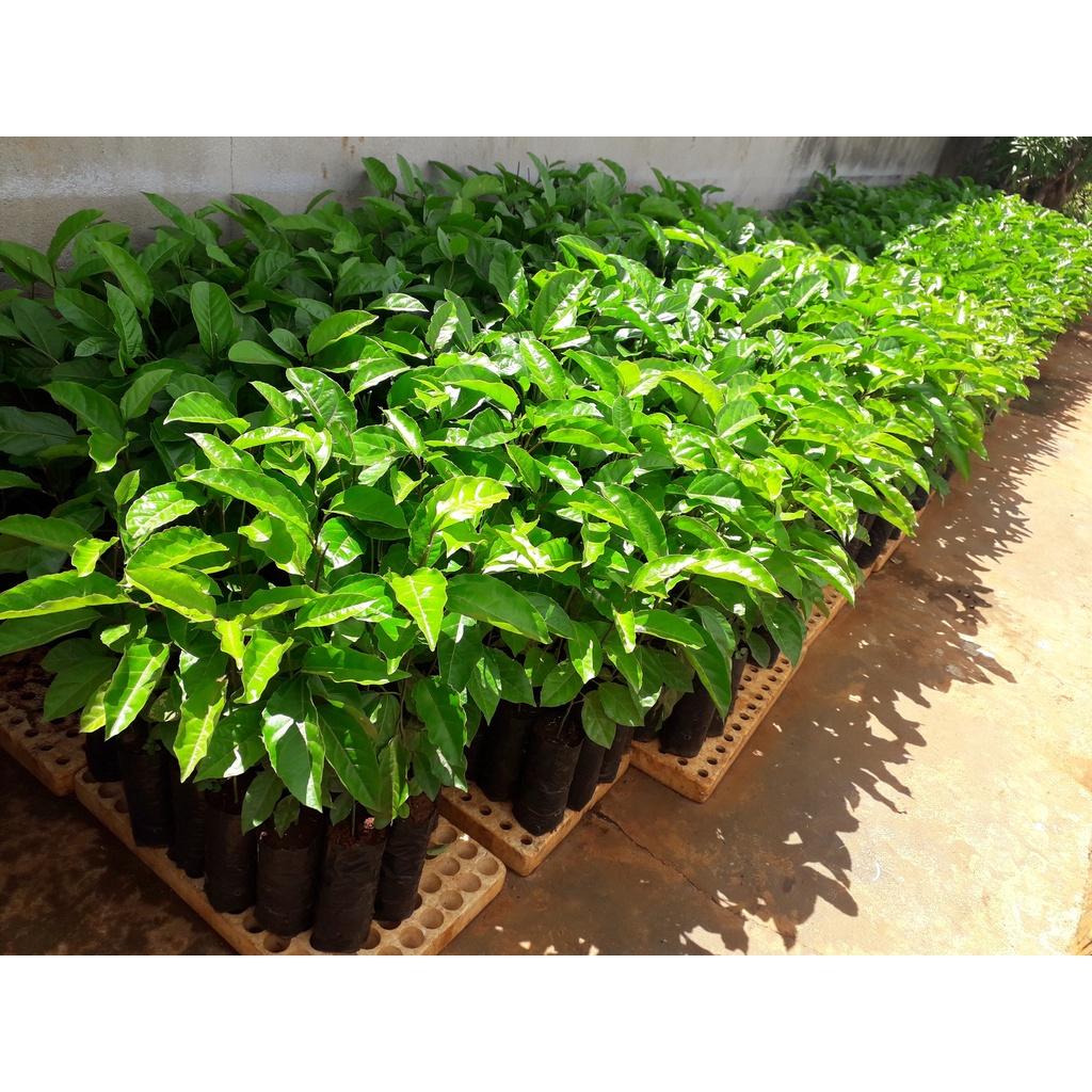 CÂY GIỐNG CHANH DÂY LÙN ĐÀI LOAN . )