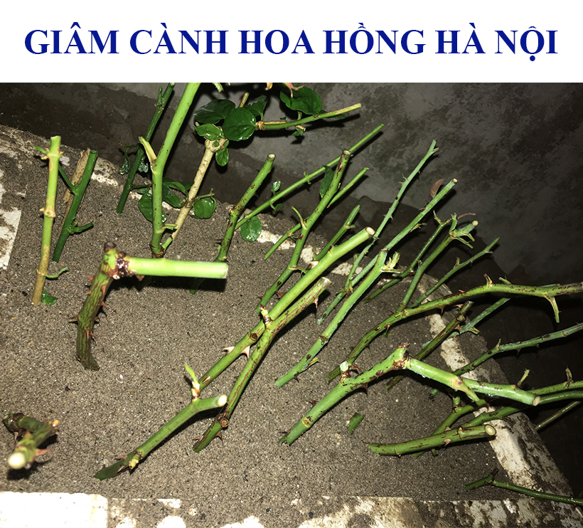 Tự Giâm Chiết Hoa Hồng tại nhà bằng Bột Kích rễ có trị nấm bệnh nhập khẩu Israel dành cho cây thân gỗ hiệu quả và sát khuẩn vết cắt