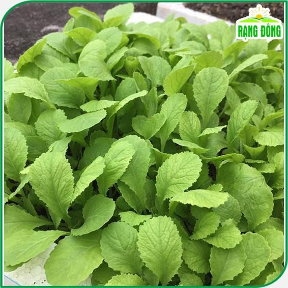 Hạt giống Cải Xanh Ăn Non, Nhanh Thu Hoạch, Trồng Quanh Năm - Hạt Giống Rạng Đông