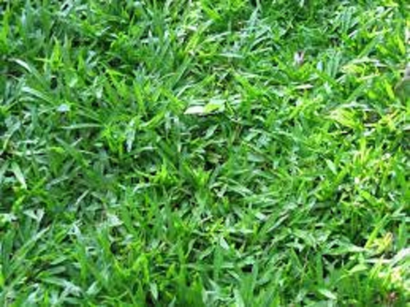 Gói 20 gram.Hạt giống cỏ lá gừng ,cỏ lá tre