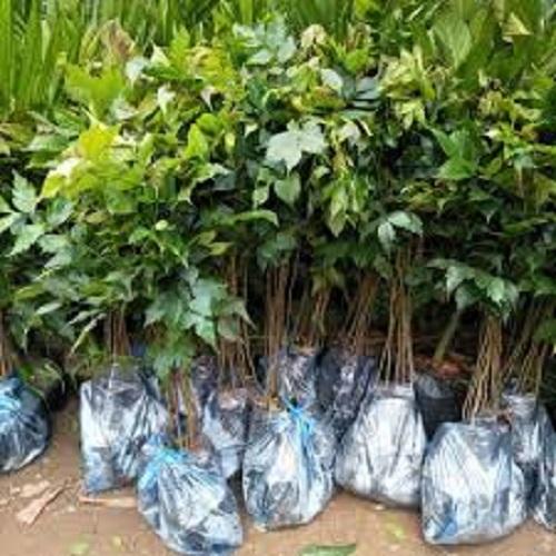 Cây gỗ lát giống, cây giống nguyên bầu to khỏe, cam kết chất lượng