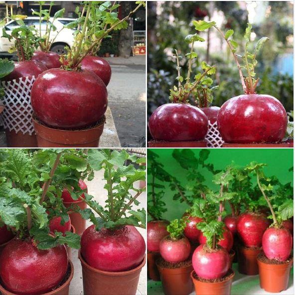 Hạt giống củ cải đỏ khổng lồ 10 hạt/gói