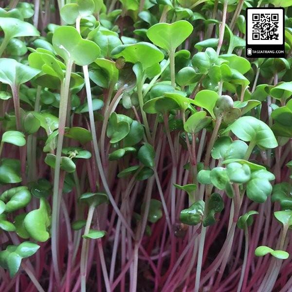 1KG Hạt giống rau mầm củ cải đỏ - Hạt giống mới, tỉ lệ nảy mầm cao