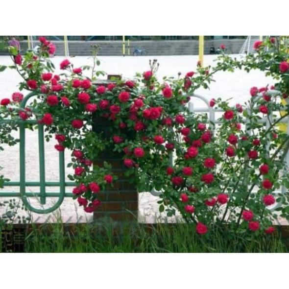 Rê trần hồng leo pháp