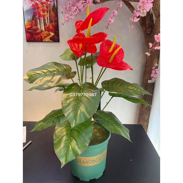 Cây hồng môn giả - Chậu phủ rêu 80cm