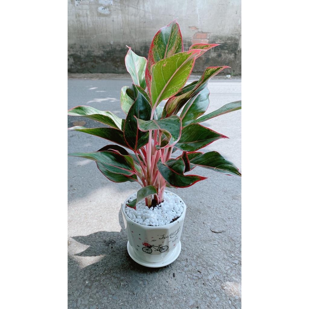 Chậu Cây Phú Quý Để Bàn