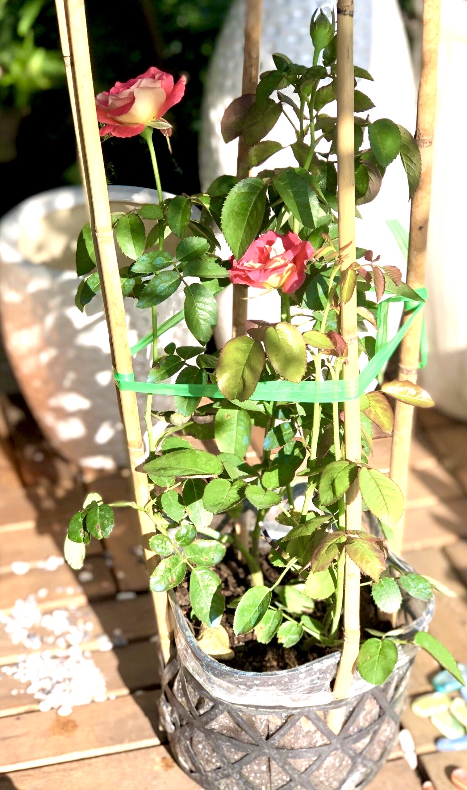 Chậu hoa hồng