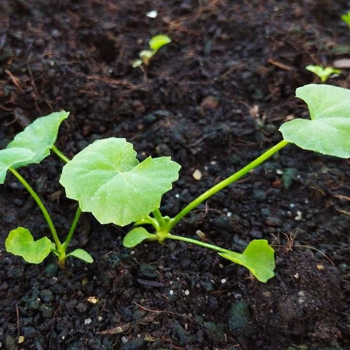 Hạt giống rau má gói 1gr
