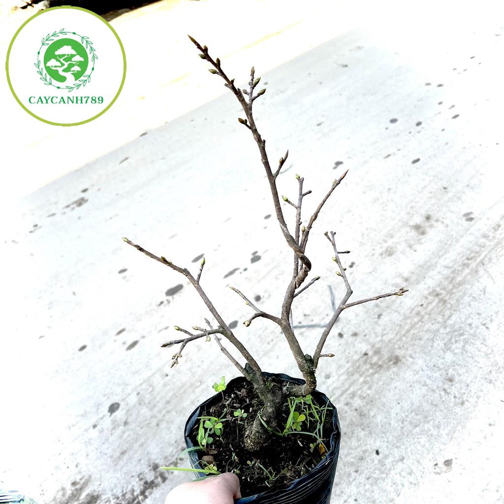 Cây mai vàng bonsai mini để bàn đang nụ hoa .