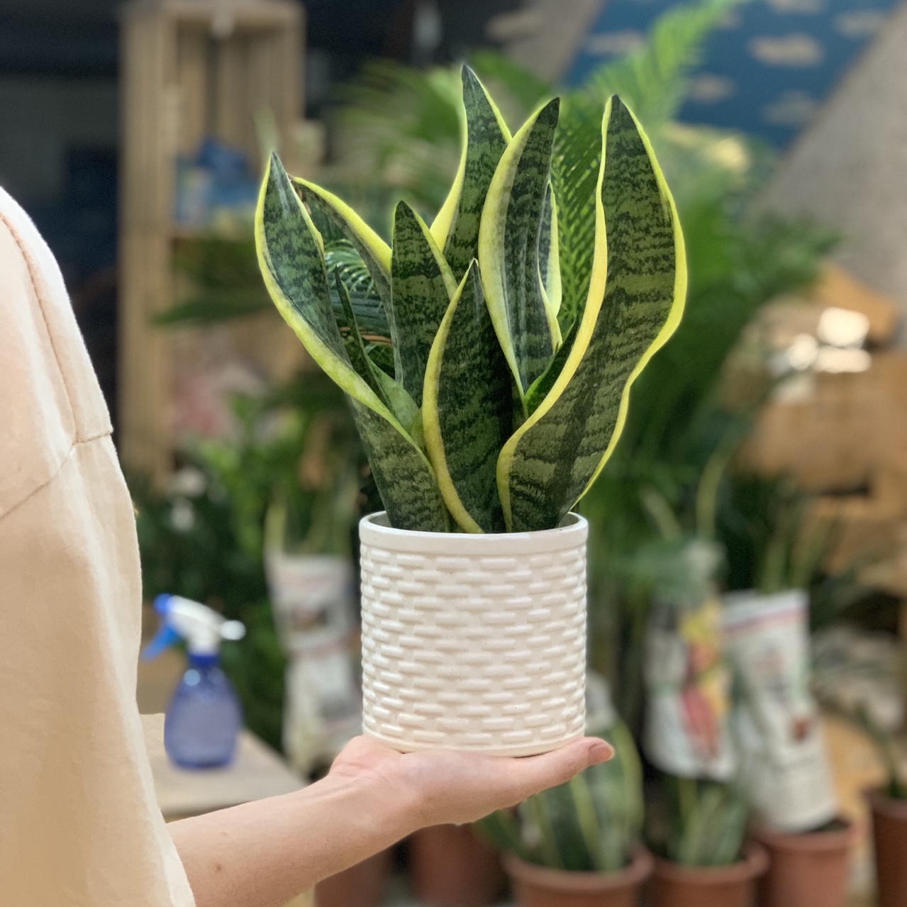 Cây Lưỡi Hổ Ta để bàn