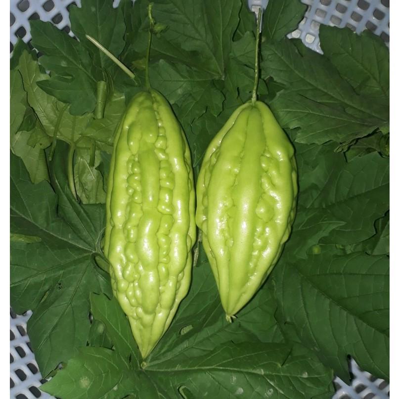 Hạt giống Khổ qua F1