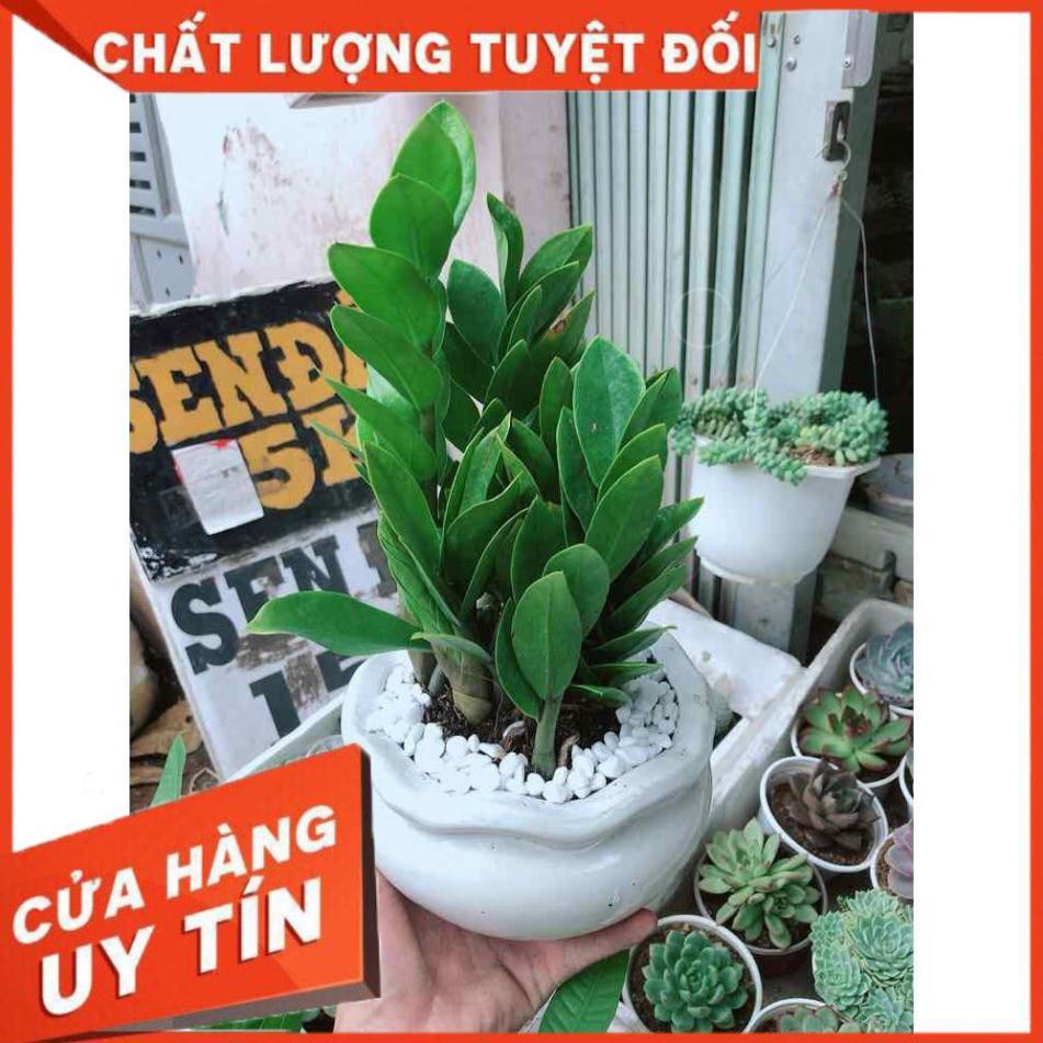 Chậu kim tiền Nhiều Người Mua