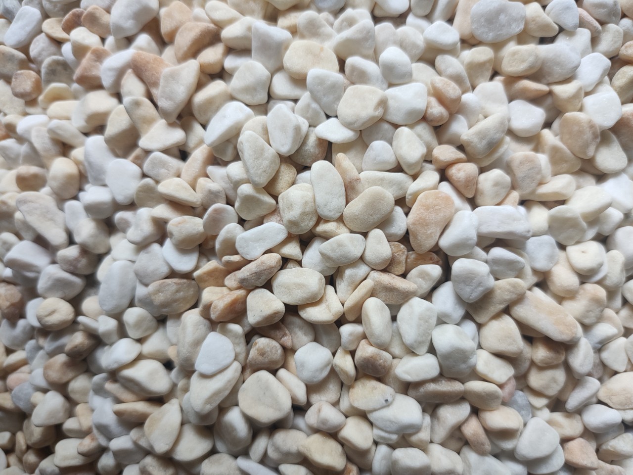 SỎI VÀNG VÒ- TÚI 5KG