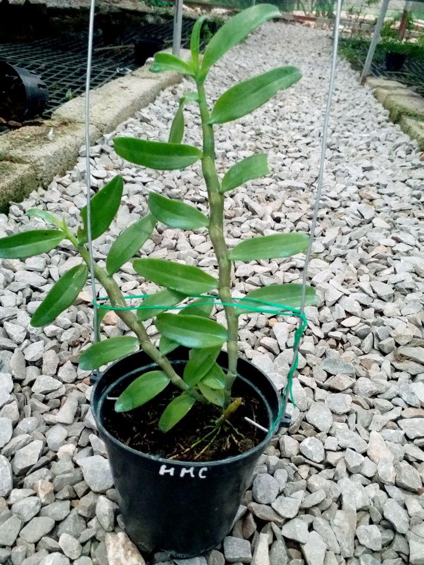 CHẬU HOA LAN PHI ĐIỆP HỒNG MINH CHÂU CÂY GIỐNG CẤY MÔ SIÊU ĐẸP cam kết chất lượng UY TÍN CHẤT LƯỢNG