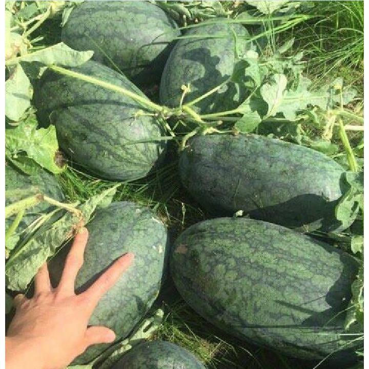 Combo 3 Gói Hạt giống dưa hấu ruột đỏ trái dài-gói 10 hạt-tặng kèm gói phân bón lót