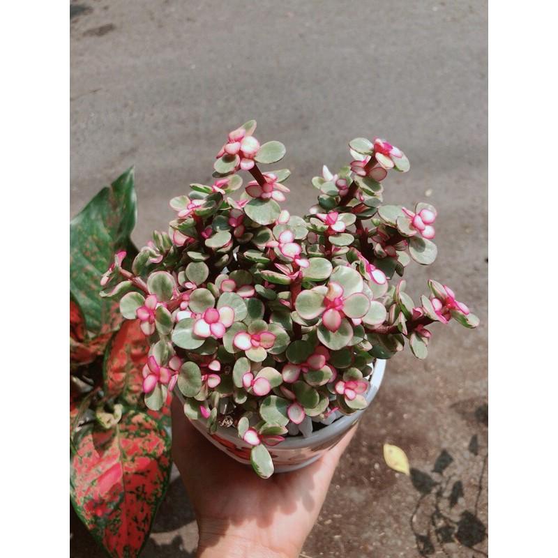 Chậu Cây Cành Vàng Lá Ngọc