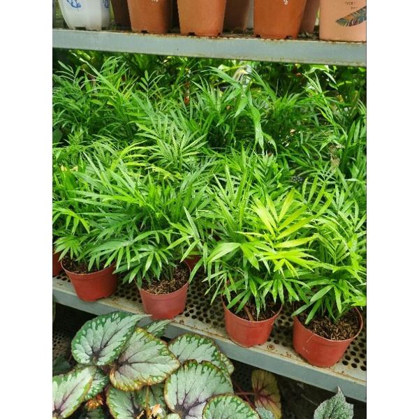 Cây cau tiểu châm - chậu nhiều thân