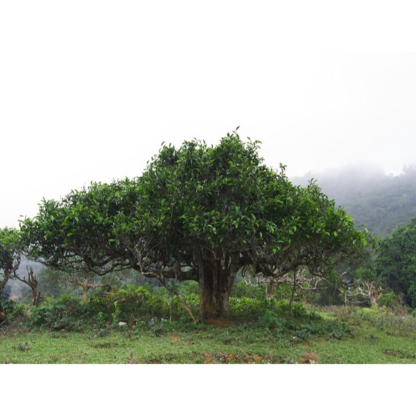 cây giống Chè Shan Tuyết