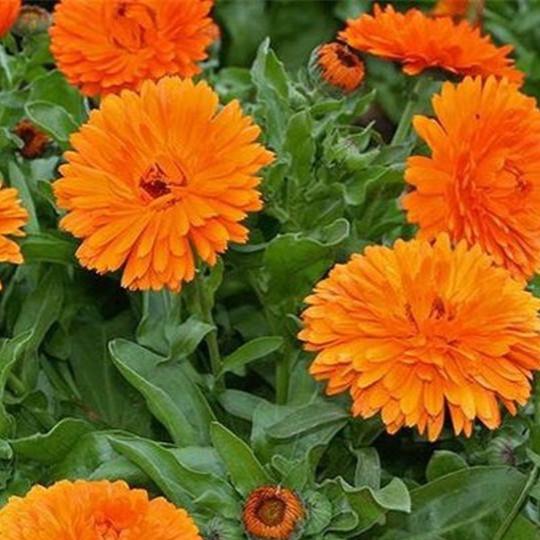 Hạt Giống Hoa Cúc Susi Vàng Cam CT418 - Gói 50 hạt-dmk