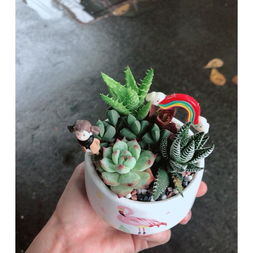 Chậu sen đá tiểu cảnh