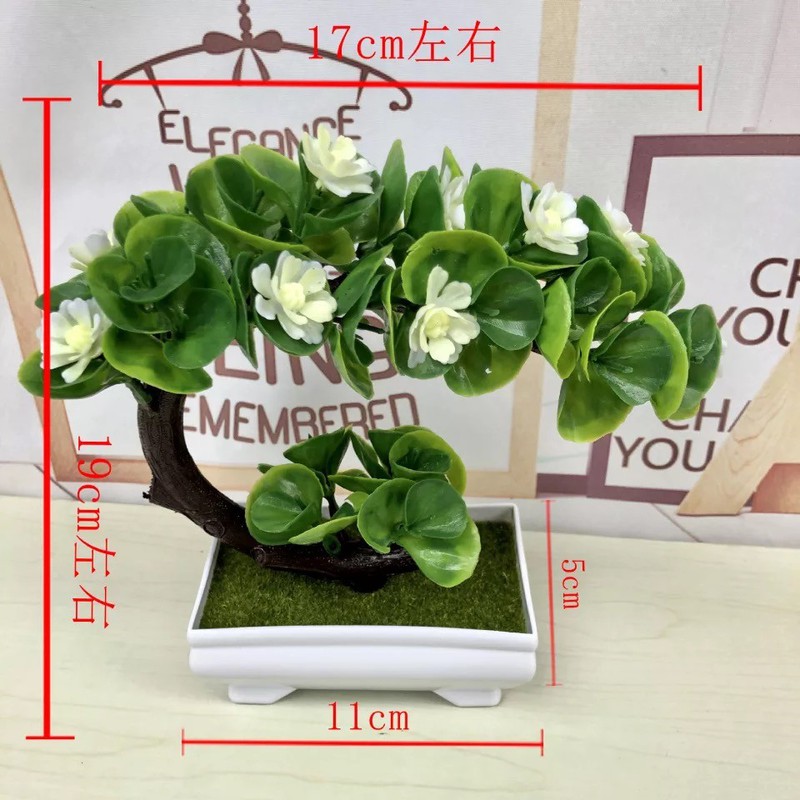 Chậu Bonsai hình nửa mặt trăng lưỡi liềm Bông Sen trắng trang trí