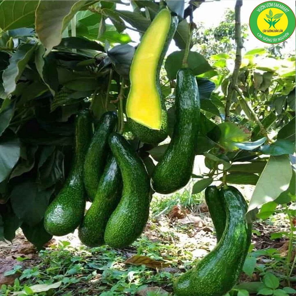 Cây Giống Bơ 034