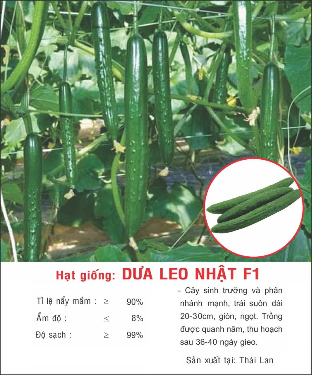 Hạt giống dưa leo Nhật F1 quả to dài VTP112