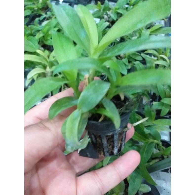 Sản Phẩm hoa phong lan - phi điệp nù tam bố