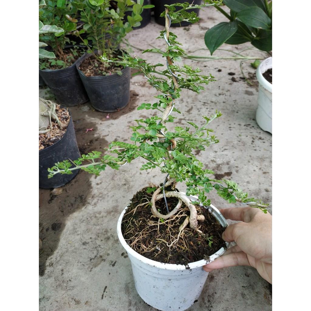 Cây Cần Thăng - Cây cảnh Bonsai + Tặng phân bón cho cây