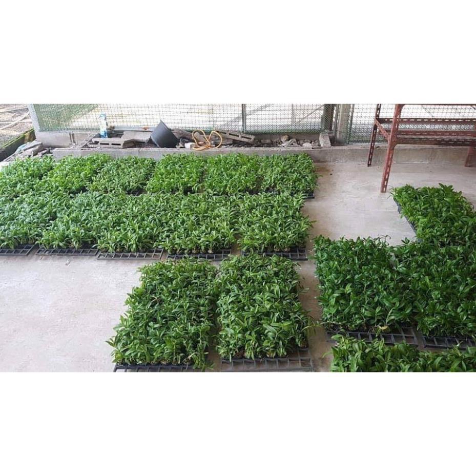 Phi điệp 5 cánh trắng 5ct HỌNG TÍM hàng gieo hạt