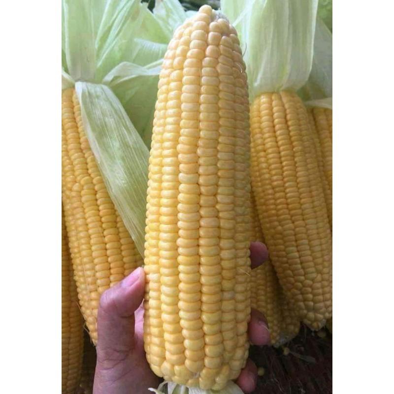 Gói 30 hat giống ngô ngọt vàng