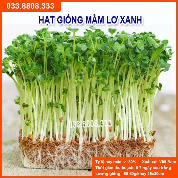 HẠT GIỐNG RAU MẦM LƠ XANH GIỐNG CHUẨN, CHẤT LƯỢNG CAO
