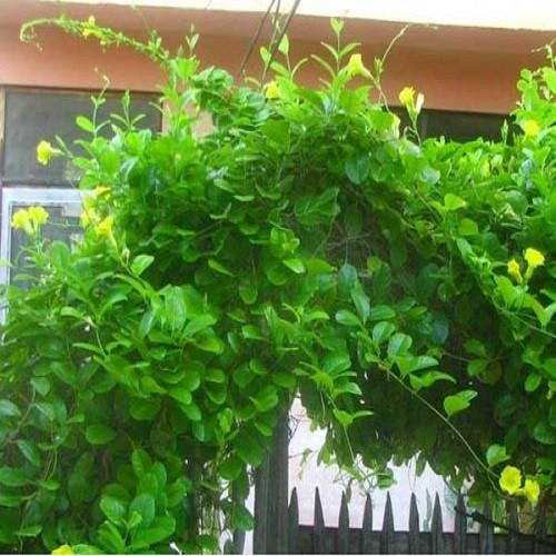CHẬU HOA LEO HUYNH ĐỆ