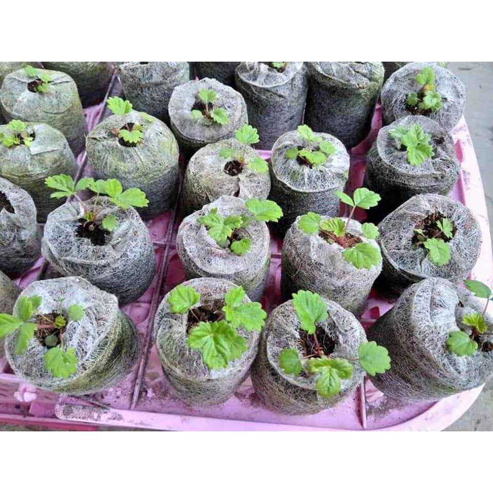 100 viên nén ươm hạt giâm cành - viên nén xơ dừa ươm hạt