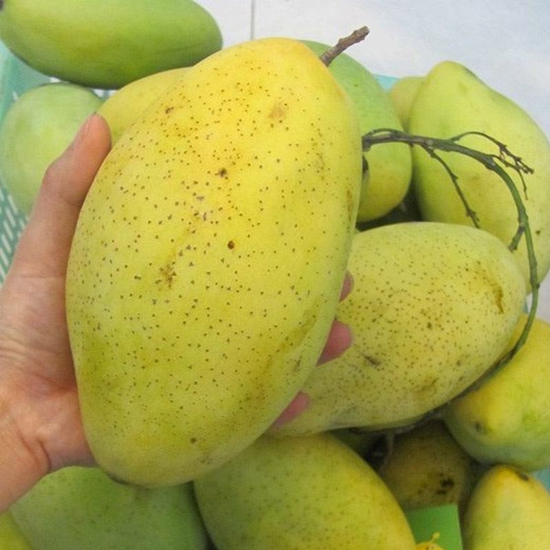 Cây giống xoài cát hòa lộc