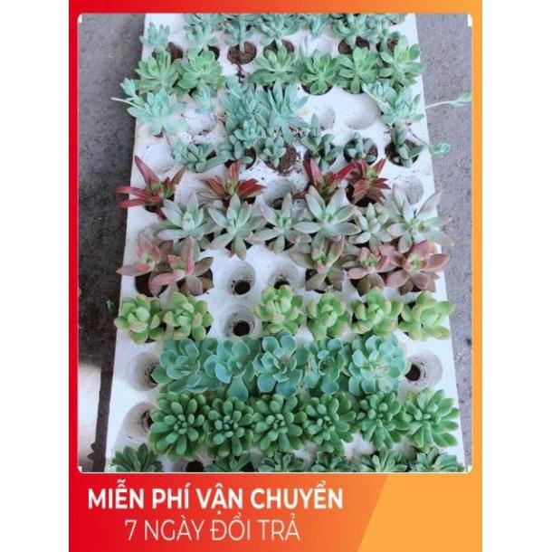 Combo 10 Cây Sen Đá Vỉ