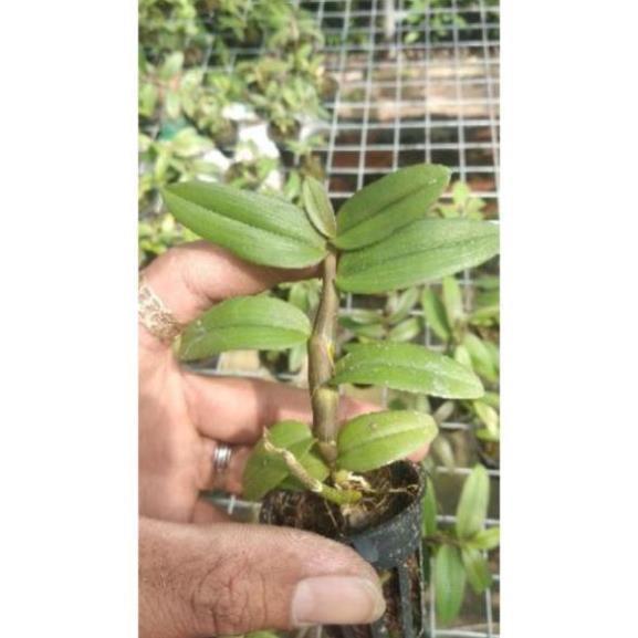Hoa Lan giả hạc Bệt di linh xuân ki mập khỏe ấm chậu