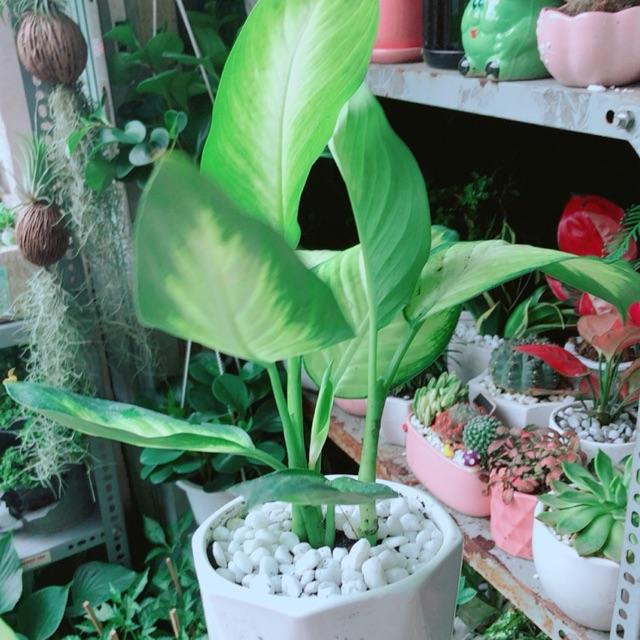 Chậu Cây Vạn Niên Thanh
