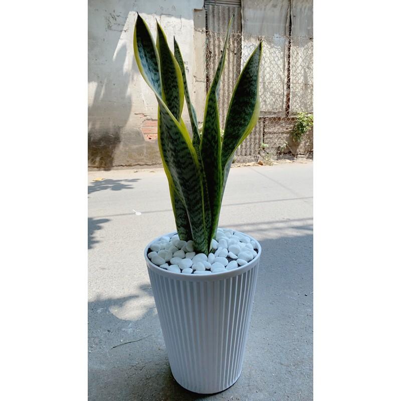 Cây Lưỡi Hồ Cao Kèm Chậu