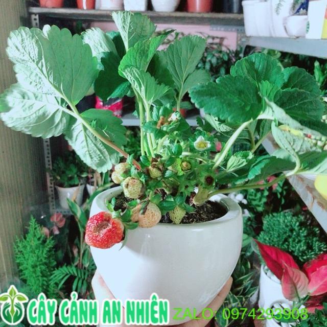 Chậu Cây Dâu Tây