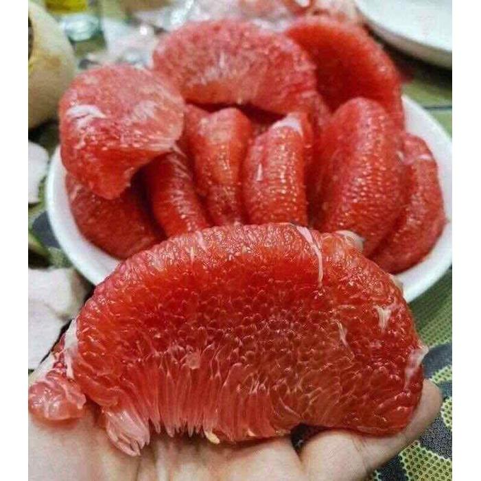 Cây giống bưởi da xanh