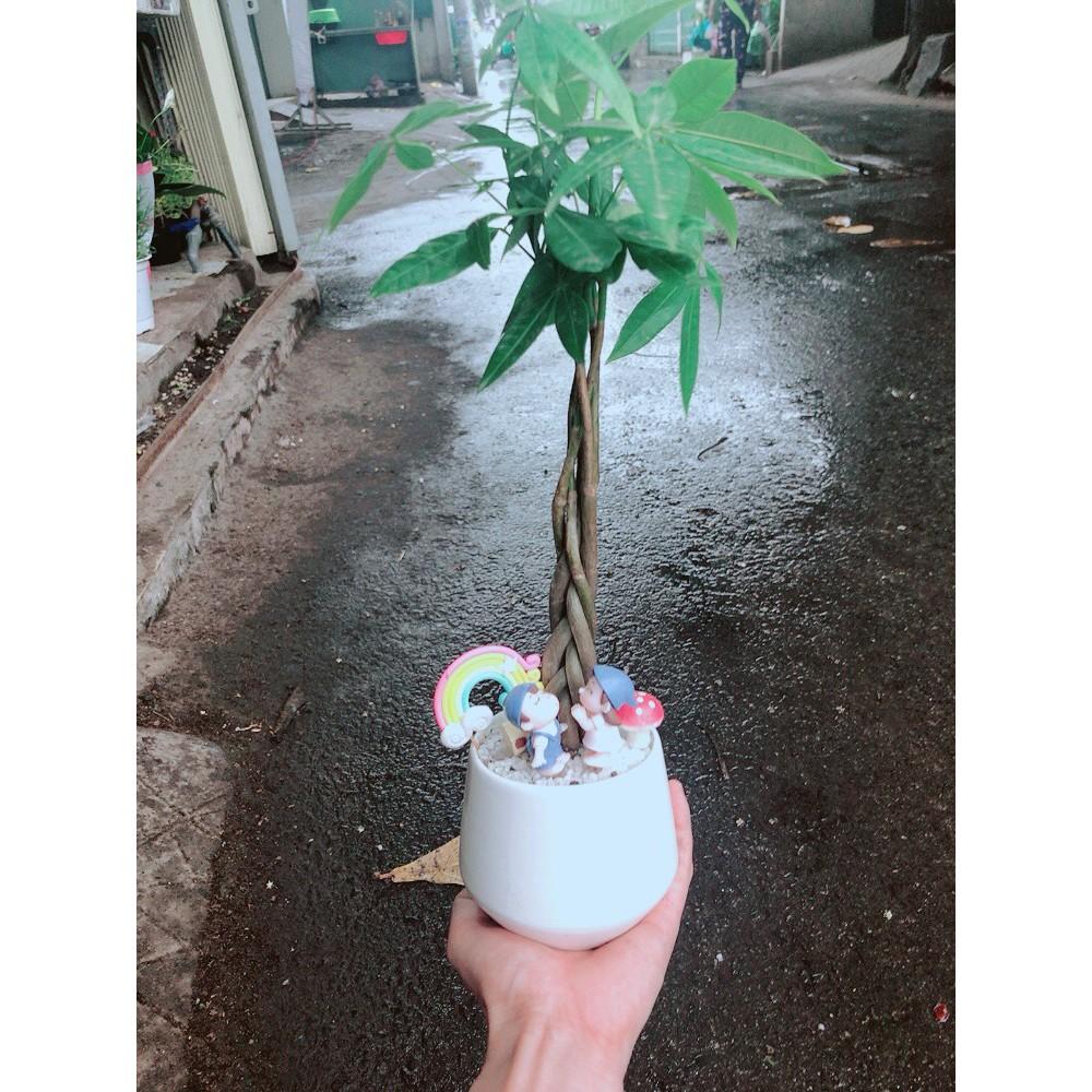 Chậu sen đá tiểu cảnh 17