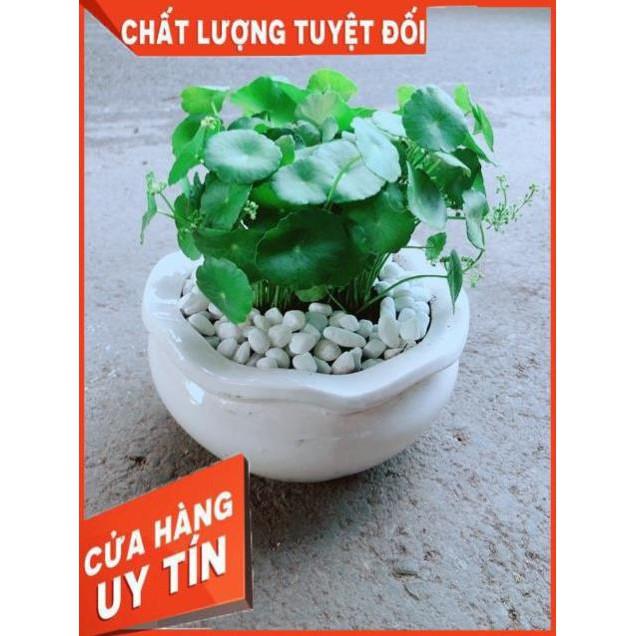 Chậu Cỏ Đồng Tiền