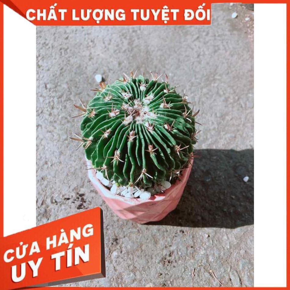 Chậu Xương Rồng Trúc Ngọc Nhiều Người Mua