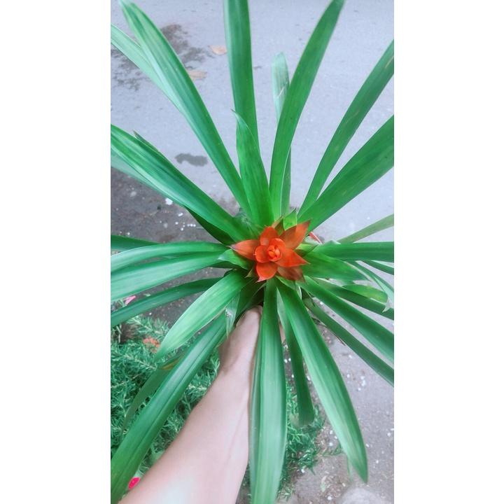 Phong Lộc Hoa